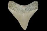 Serrated, Fossil Megalodon Tooth - Aurora, North Carolina #179785-1